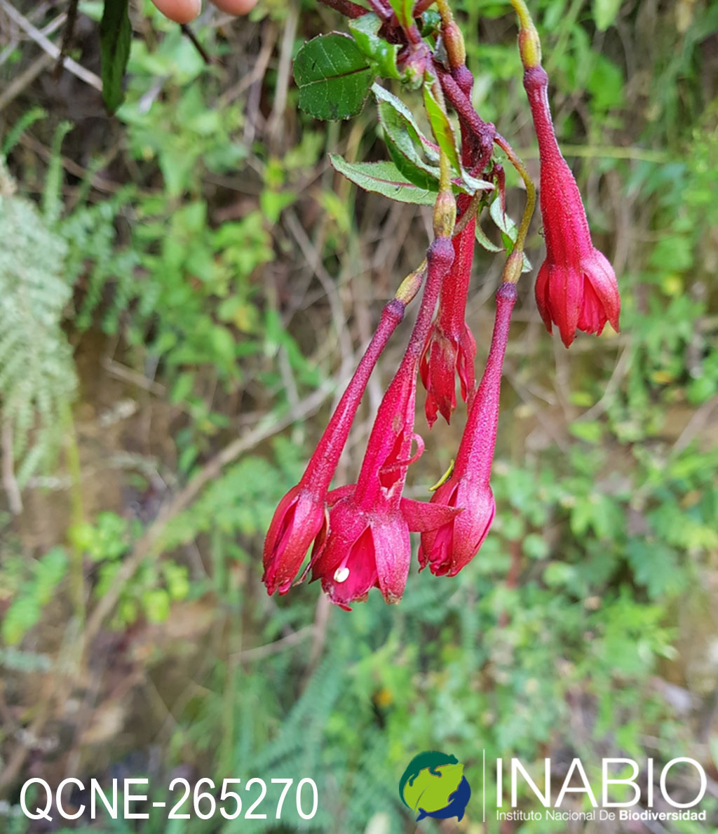 Fuchsia corollata image