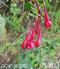 Image of Fuchsia corollata