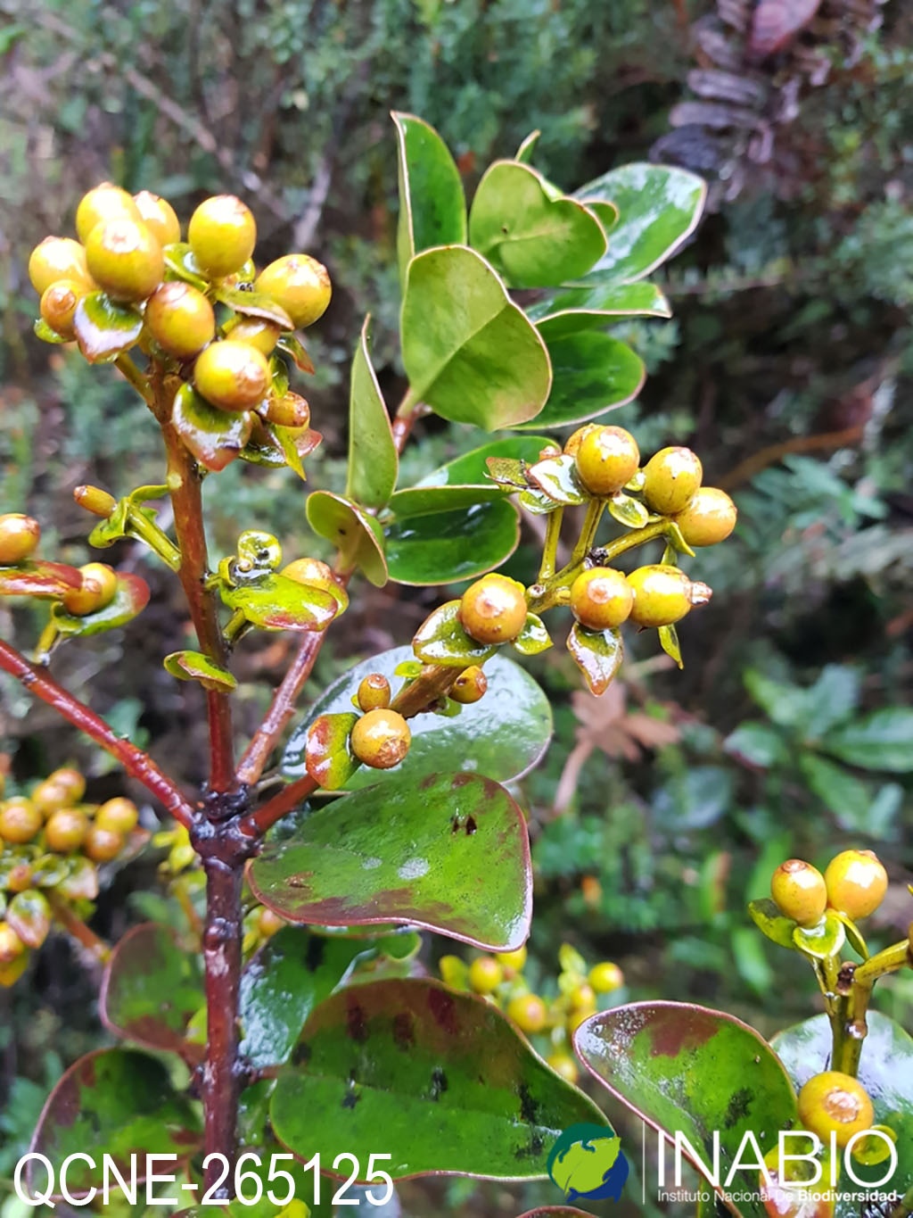 Gaiadendron punctatum image