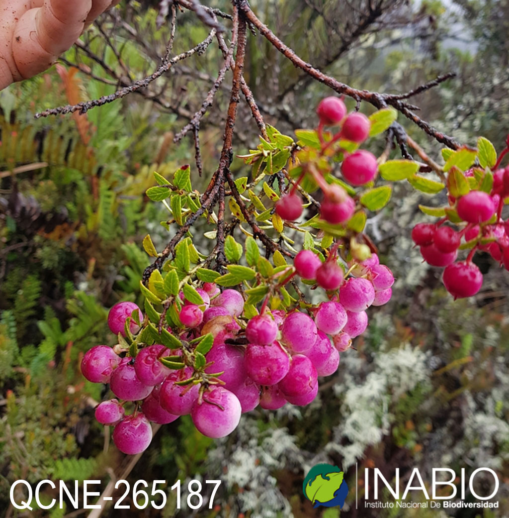 Gaultheria foliolosa image