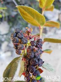 Gaultheria insipida image