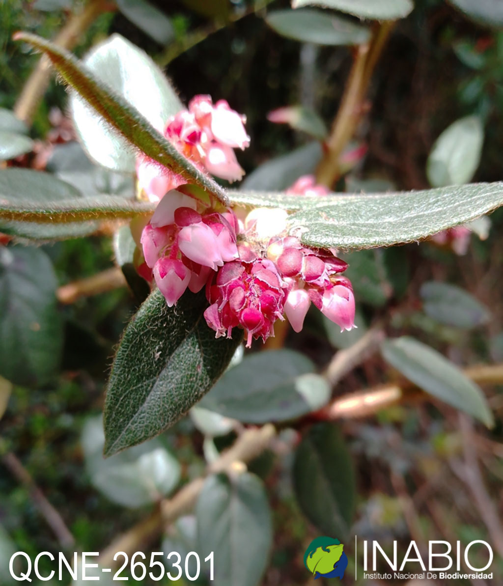 Gaultheria image