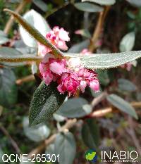 Gaultheria insipida image