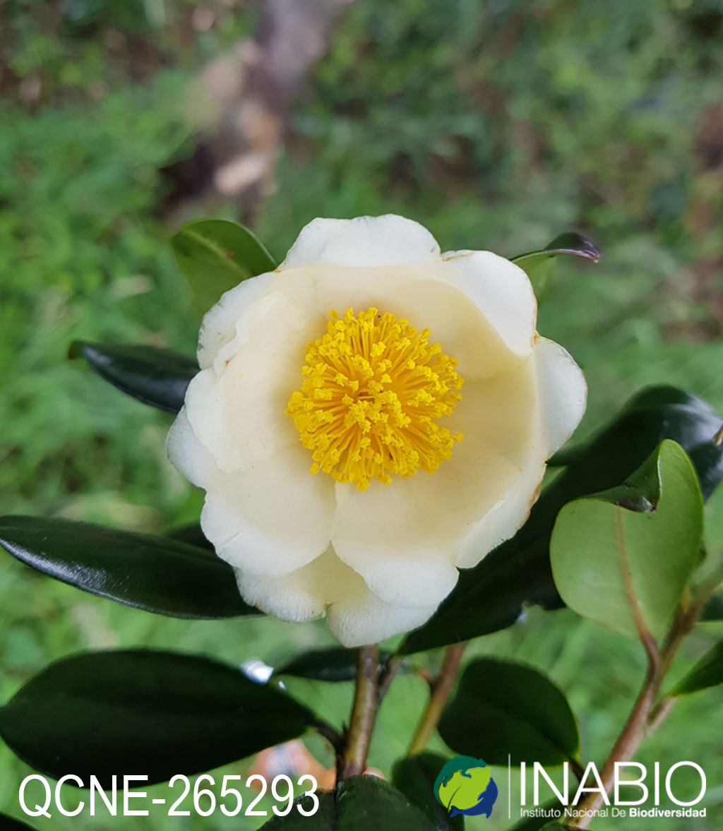 Gordonia fruticosa image