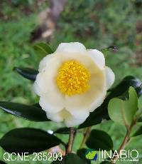 Image of Gordonia fruticosa