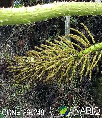 Image of Gunnera pilosa