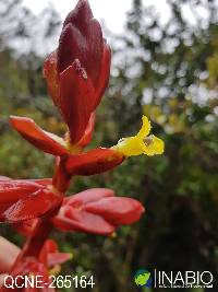 Guzmania bakeri image