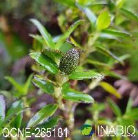 Hedyosmum cumbalense image