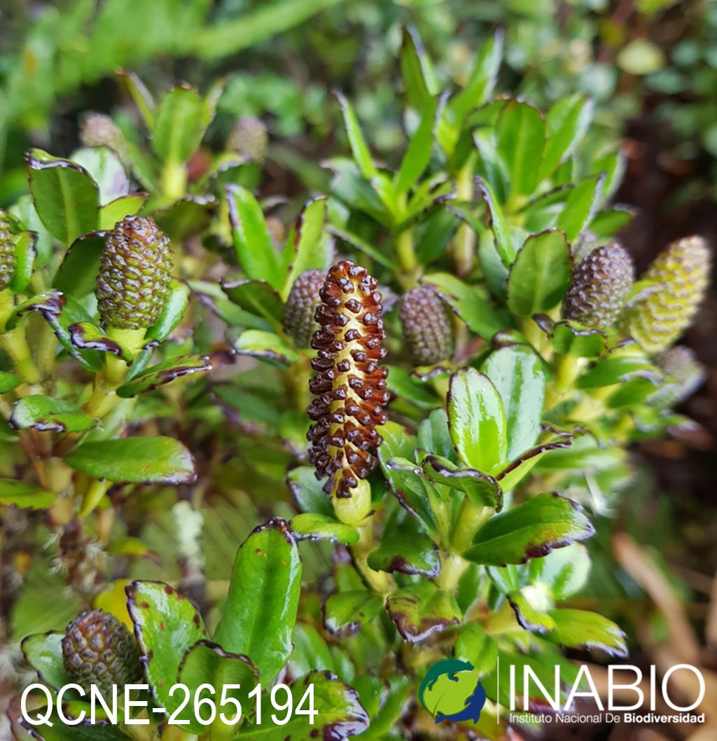 Hedyosmum cumbalense image