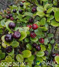 Image of Hesperomeles obtusifolia