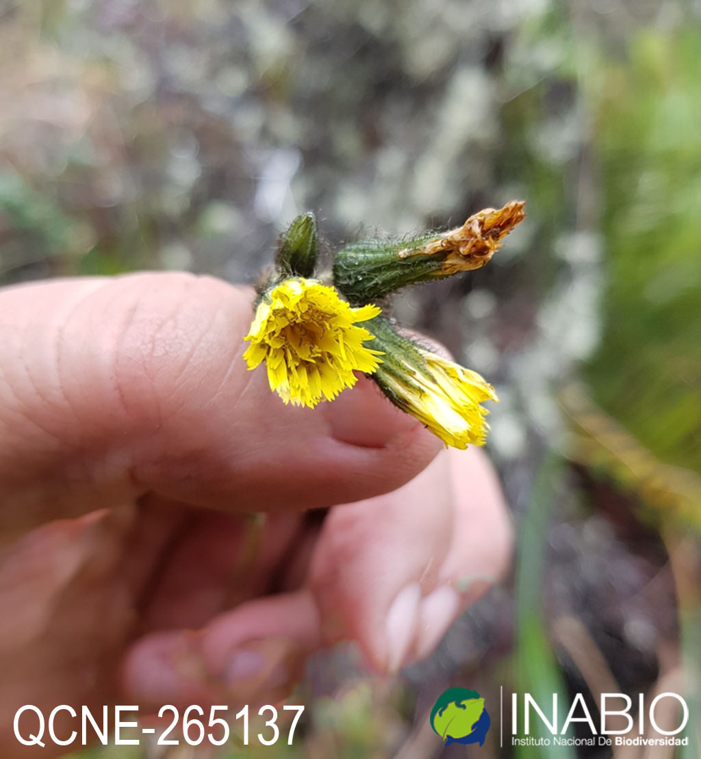 Hieracium sodiroanum image