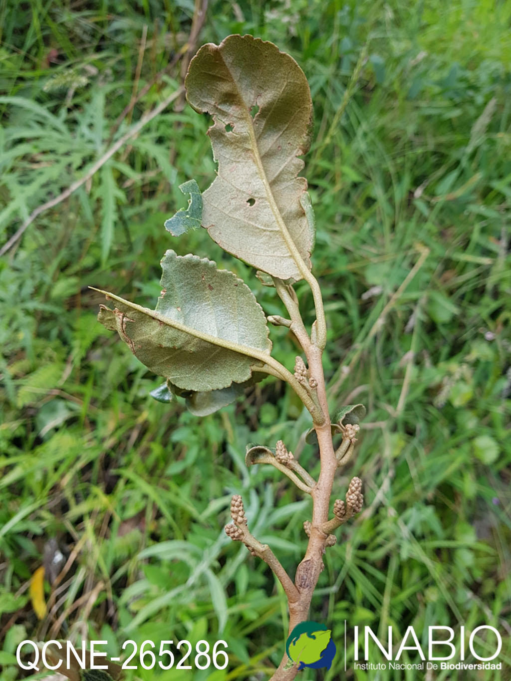 Hieronyma macrocarpa image