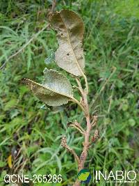 Image of Hieronyma macrocarpa