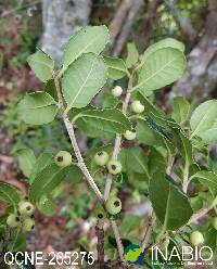 Image of Ilex andicola