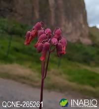 Image of Kalanchoe laxiflora