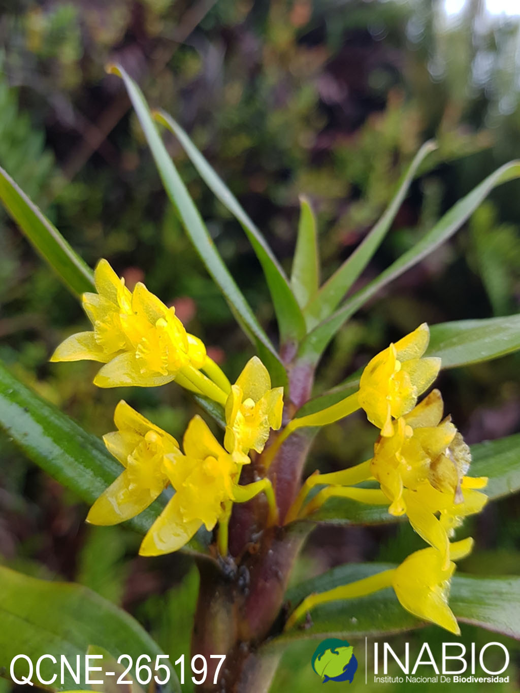 Maxillaria alticola image