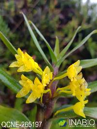 Image of Maxillaria alticola