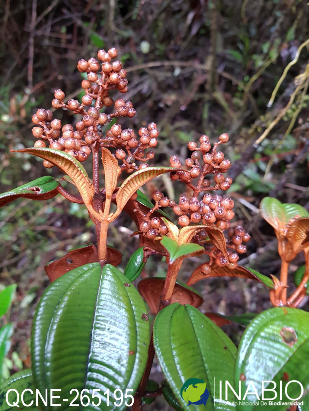 Miconia chlorocarpa image