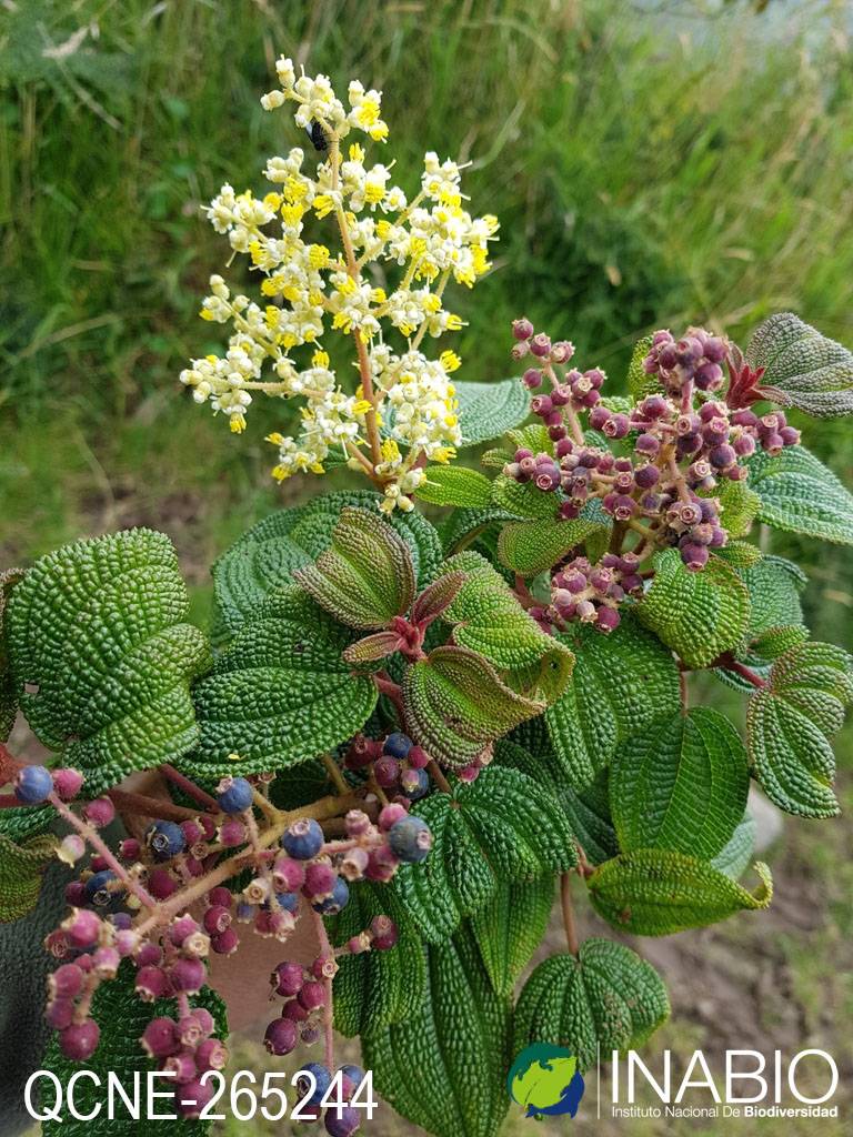 Miconia papillosa image