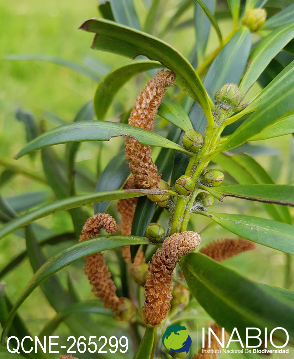 Podocarpus image