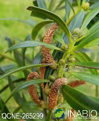 Image of Podocarpus oleifolius