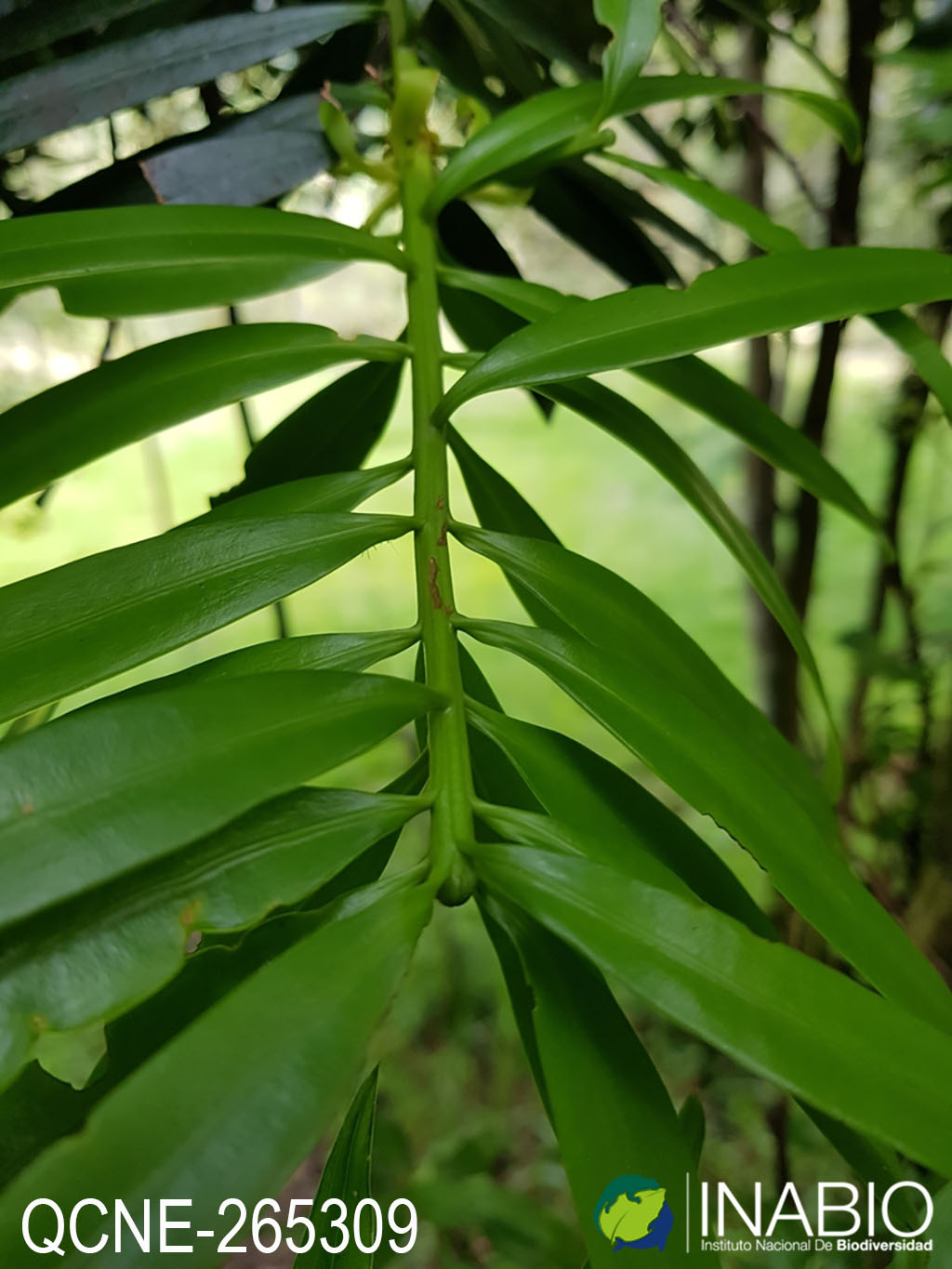 Podocarpus oleifolius image