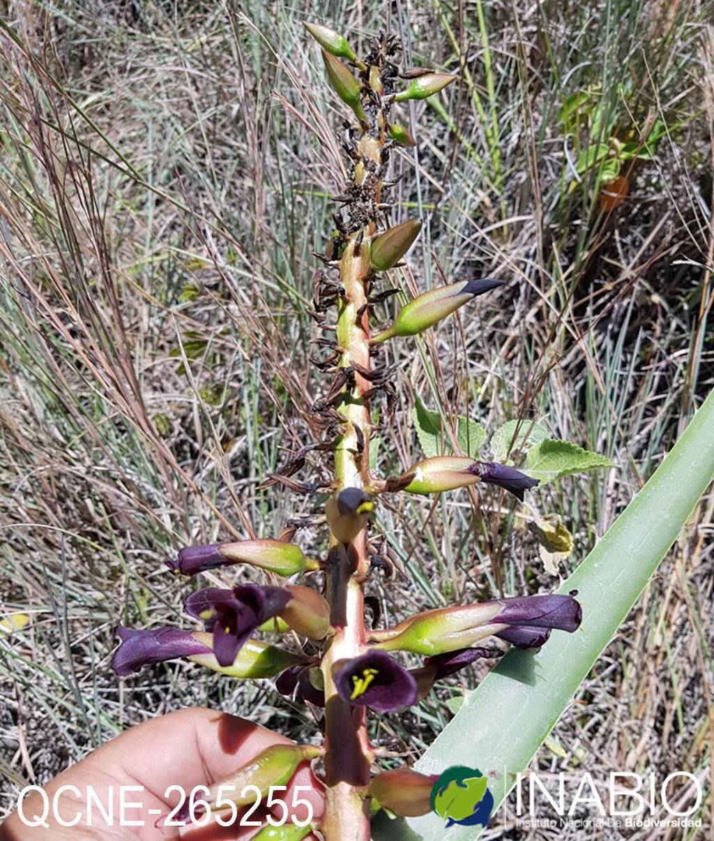 Puya aequatorialis image