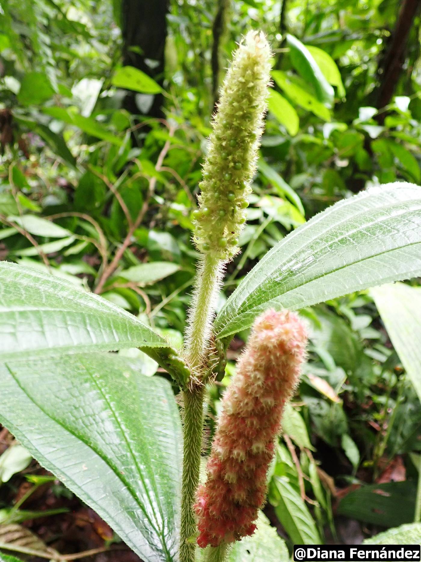 Miconia spadiciflora image