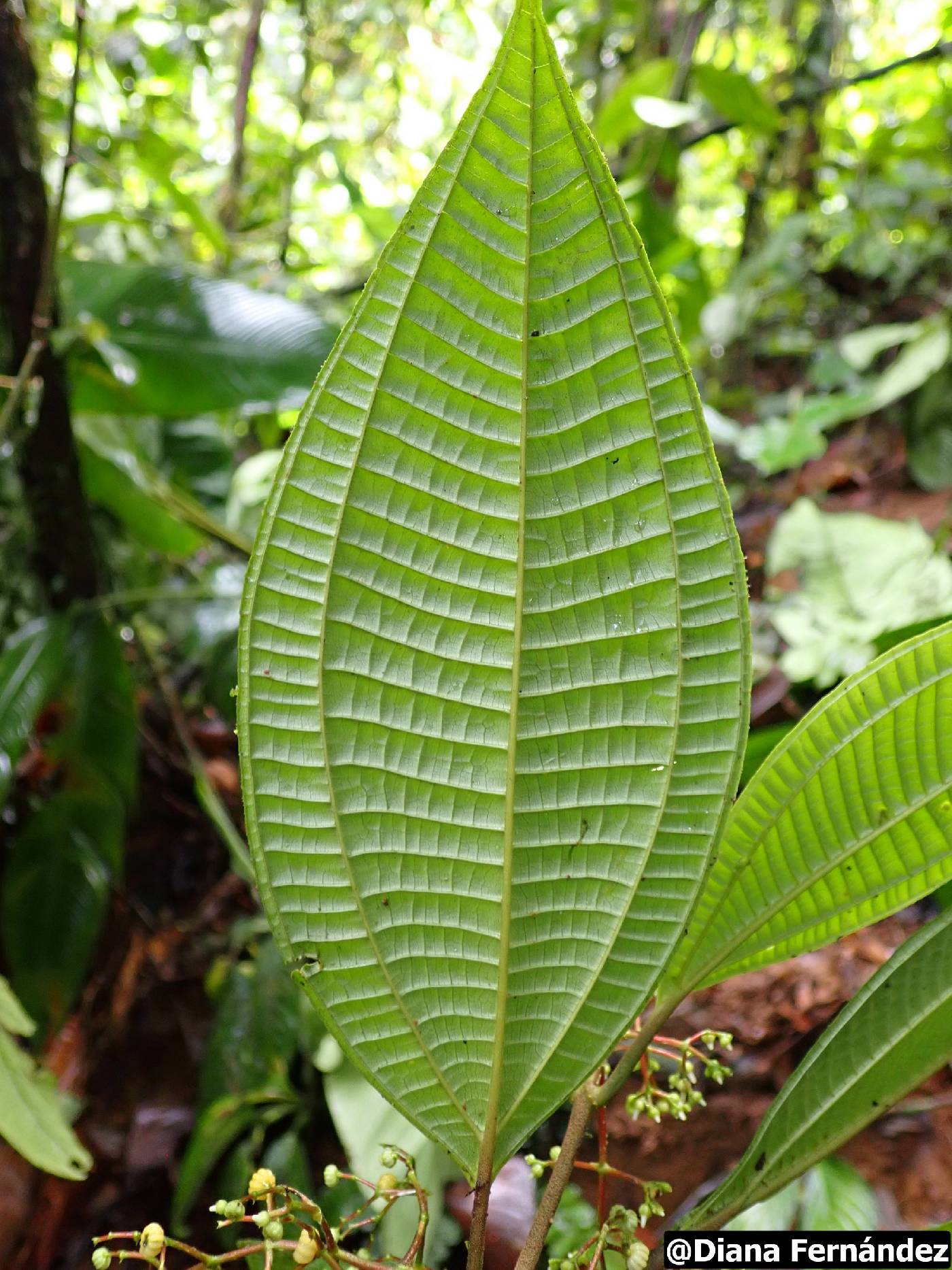 Miconia variabilis image