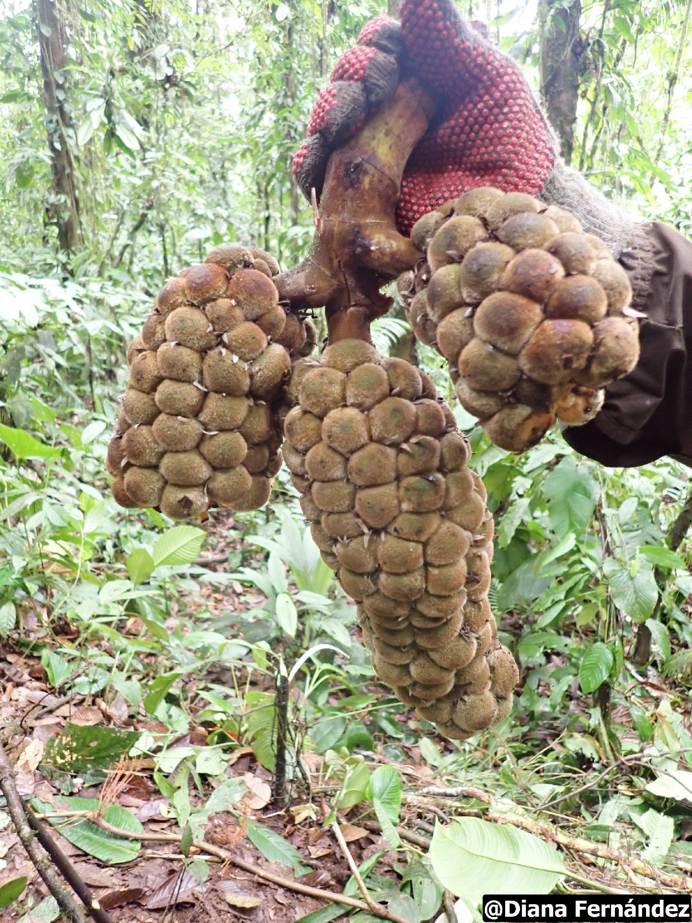 Wettinia quinaria image