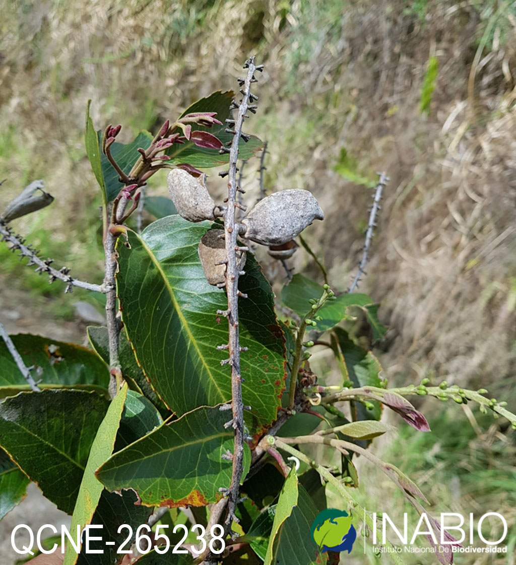 Roupala pachypoda image