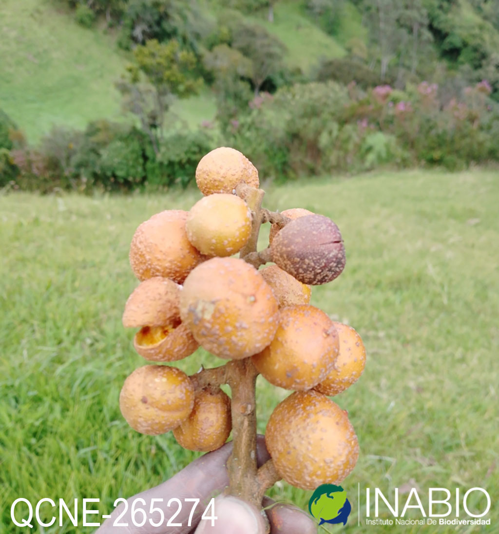 Ruagea hirsuta image