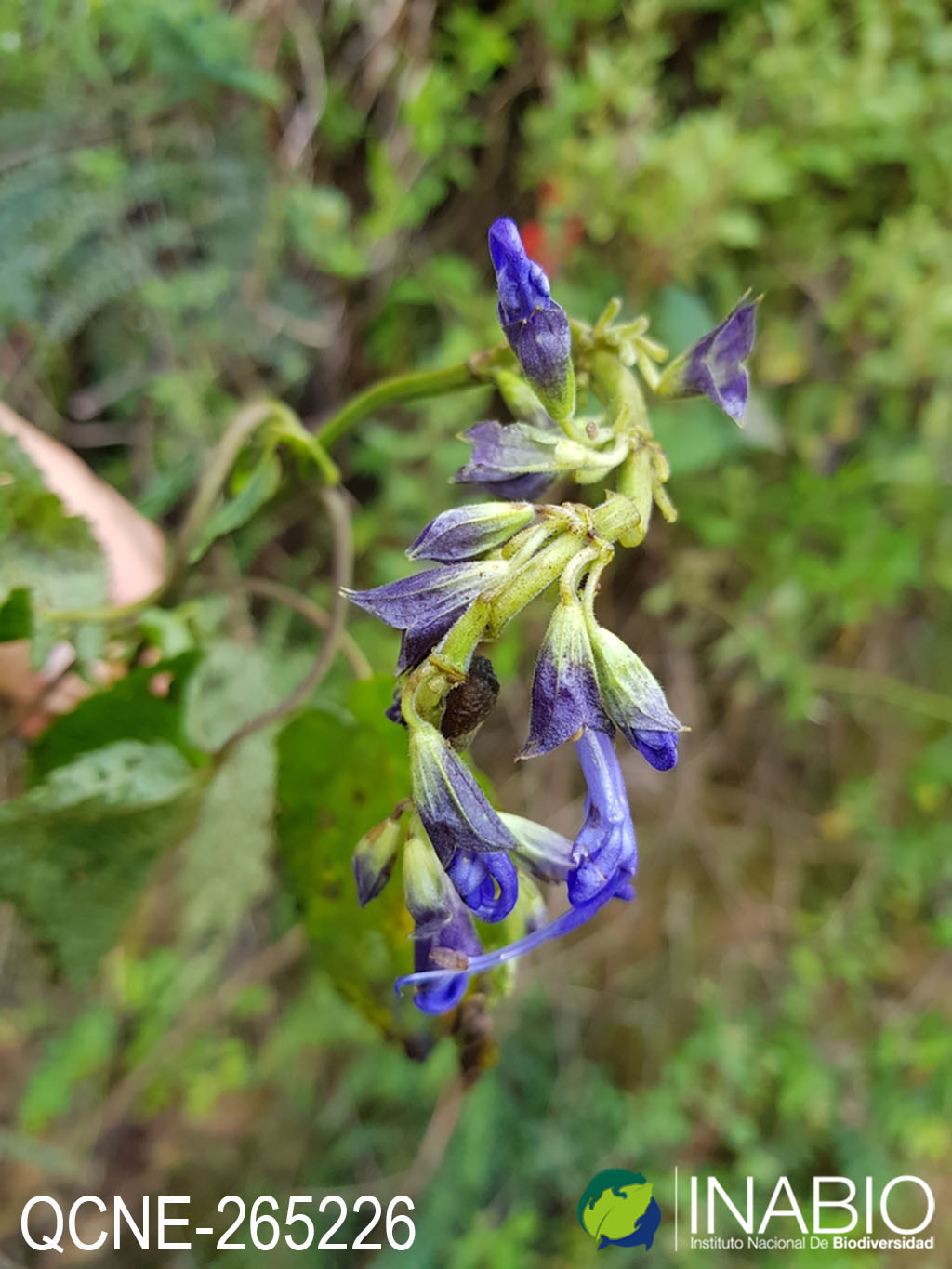 Salvia pichinchensis image