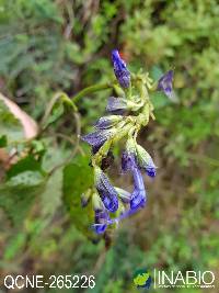 Image of Salvia pichinchensis