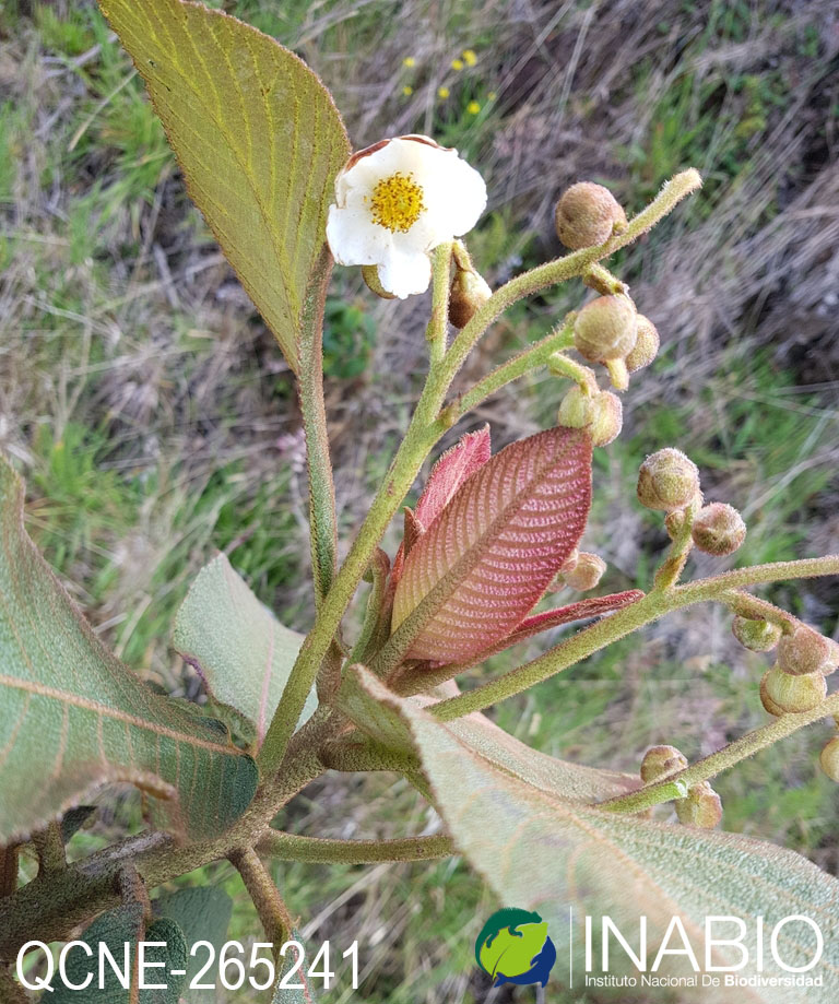 Saurauia bullosa image