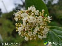 Image of Viburnum triphyllum