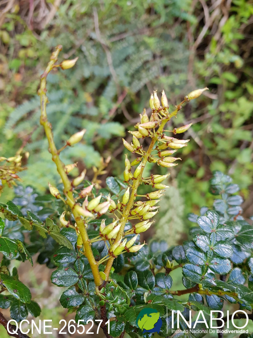 Weinmannia mariquitae image