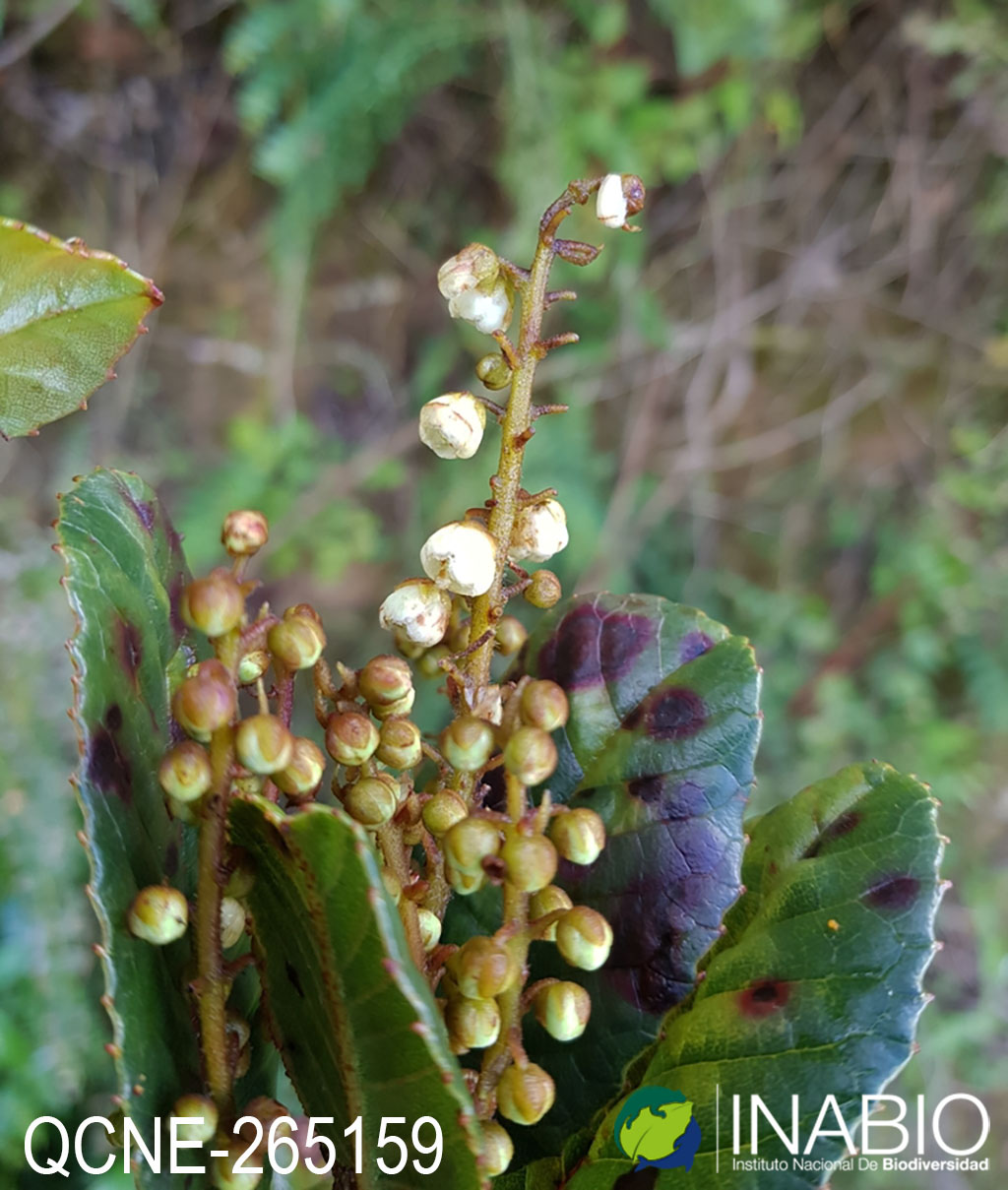 Clethraceae image