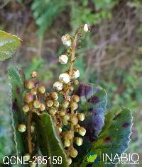 Image of Clethra ovalifolia