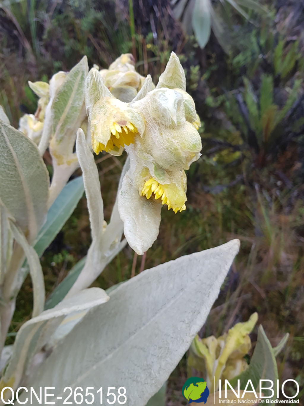 Espeletia pycnophylla image