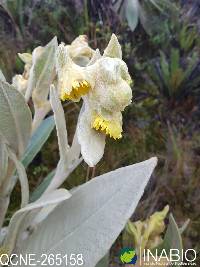 Espeletia pycnophylla image