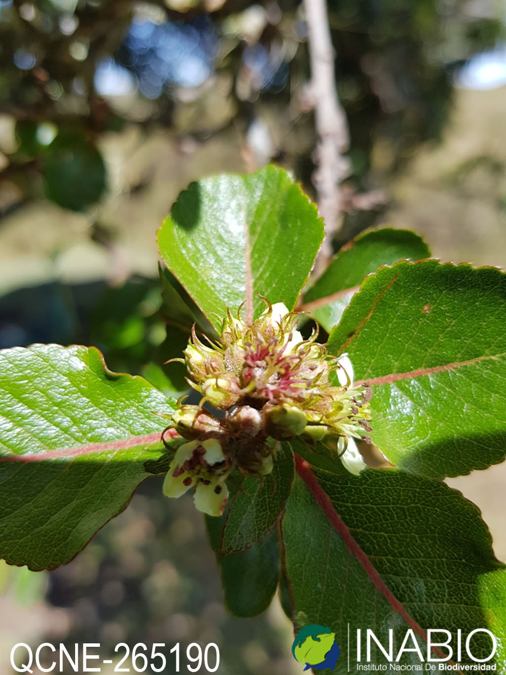 Rosaceae image