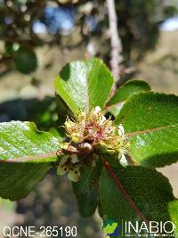 Hesperomeles obtusifolia image