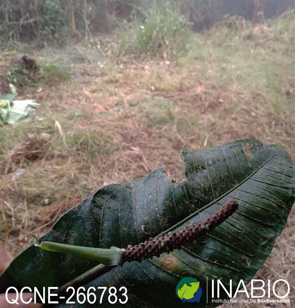 Anthurium carchiense image