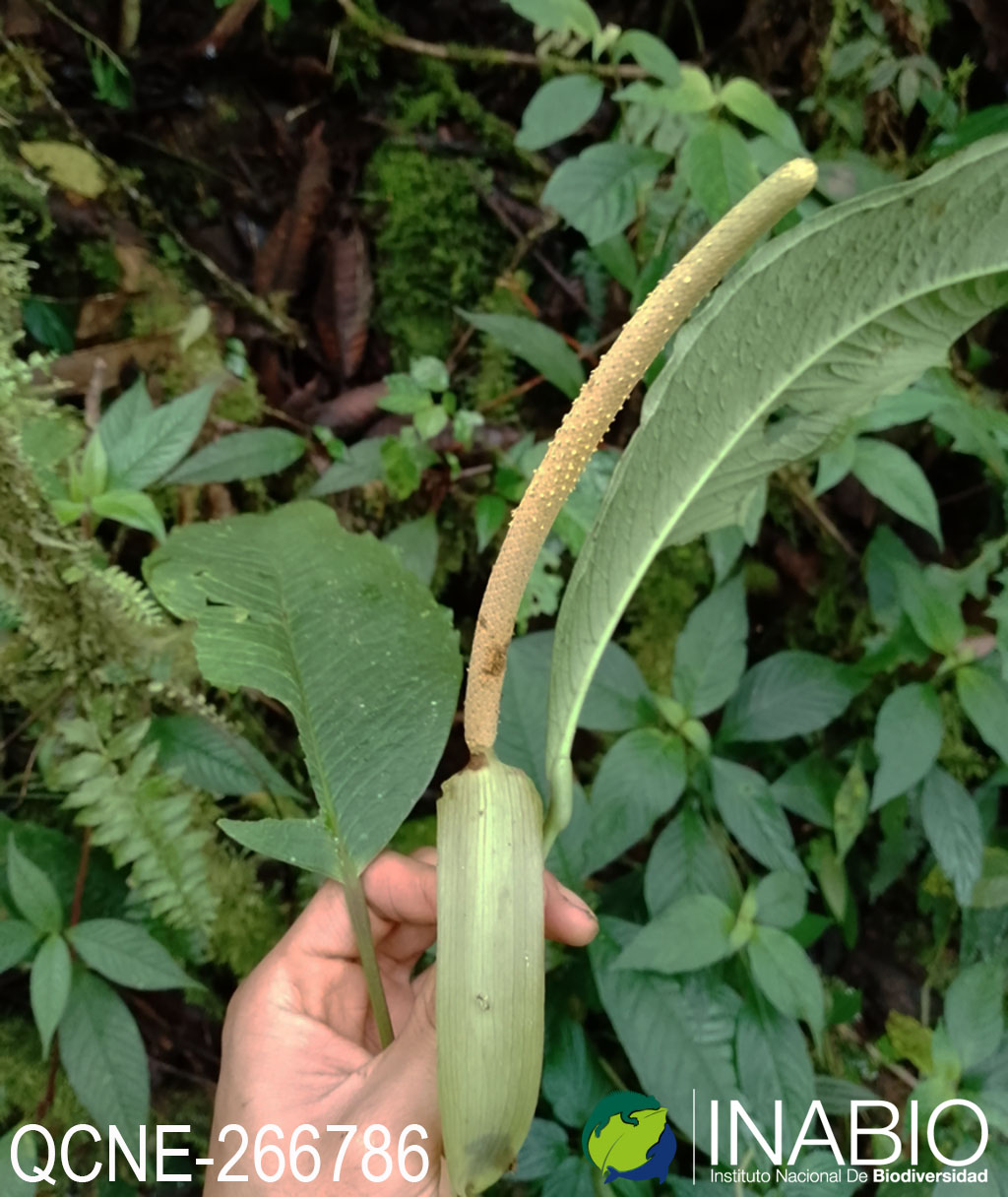 Anthurium membranaceum image