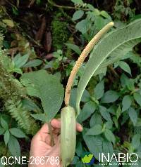 Image of Anthurium membranaceum