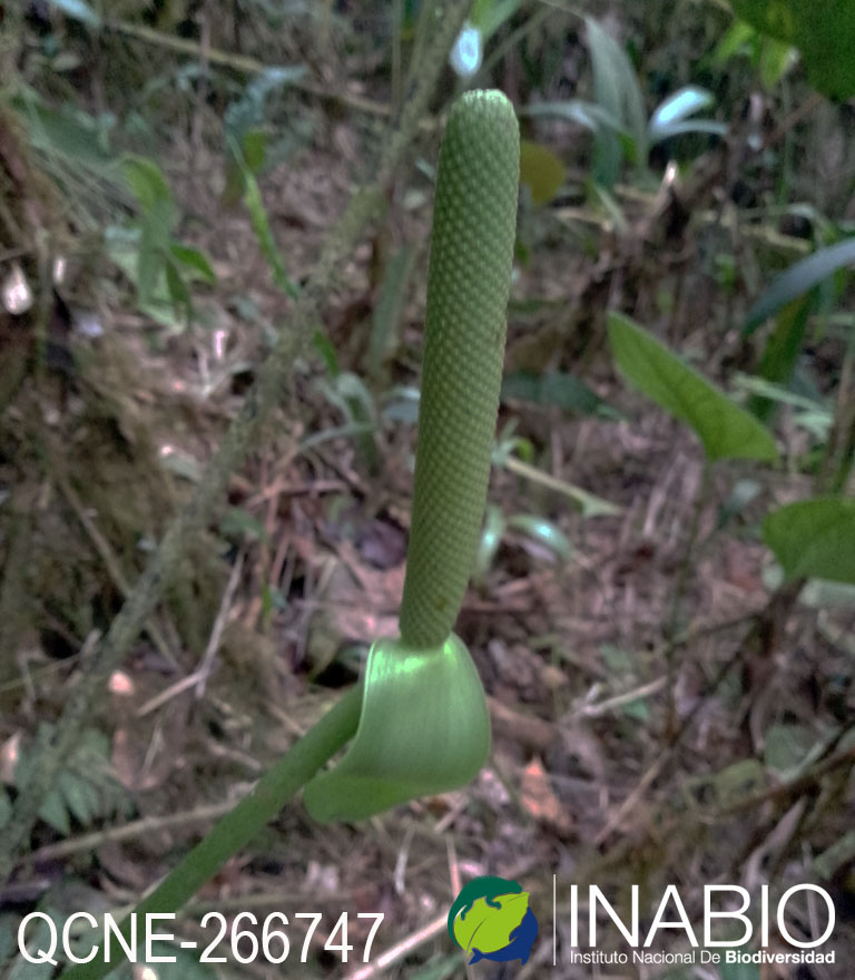 Anthurium ovatifolium image