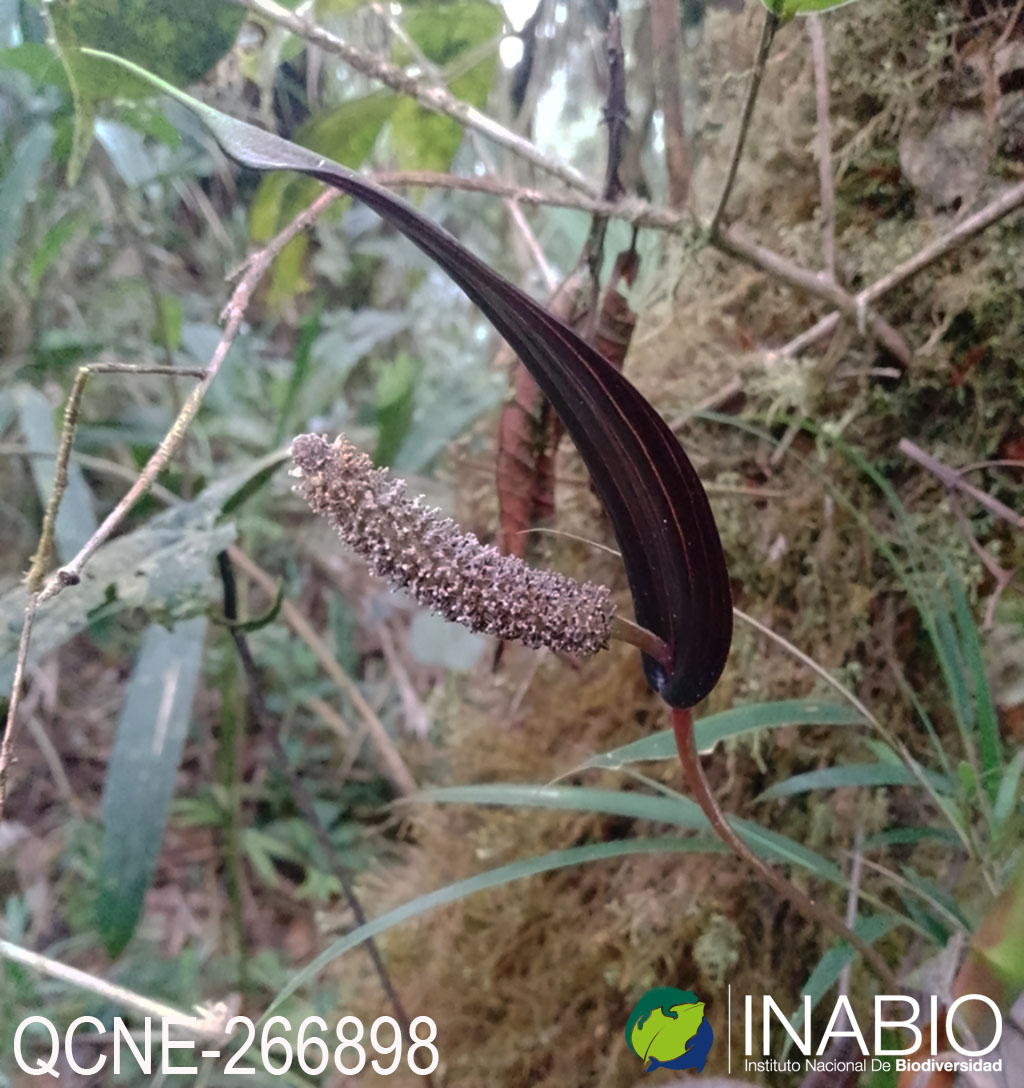 Anthurium variegatum image