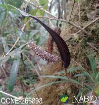 Image of Anthurium variegatum