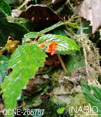 Image of Begonia urticae